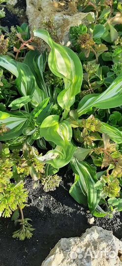 Хоста, бадан