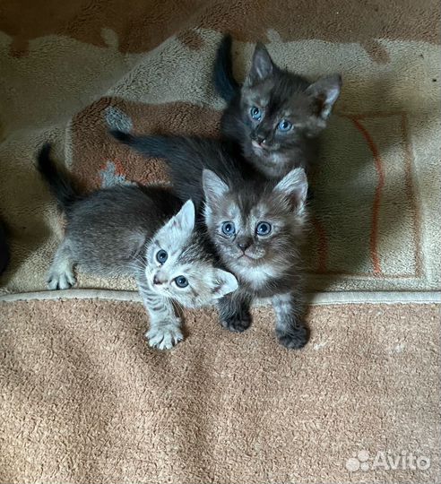 Отдам котят