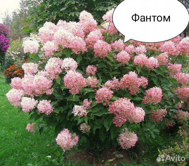 Гортензия саженцы