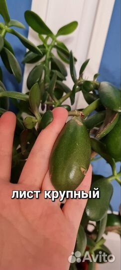 Толстянка, денежное дерево, крассула