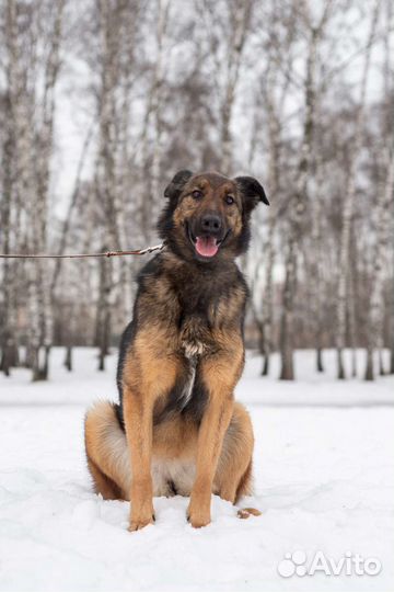 Метис малинуа в добрые руки