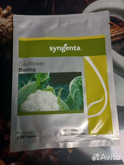 Семена капусты