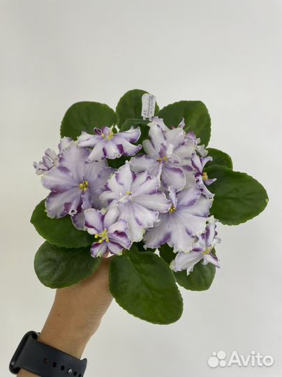 Фиалка детки и пасынки химер