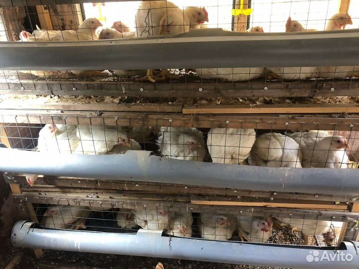 Мясо домашнего бройлера