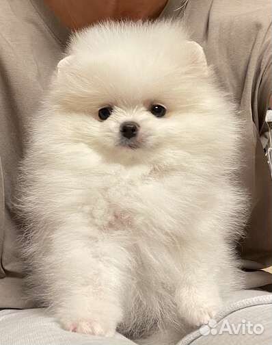 Шикарный принц и принцесса ждут семью