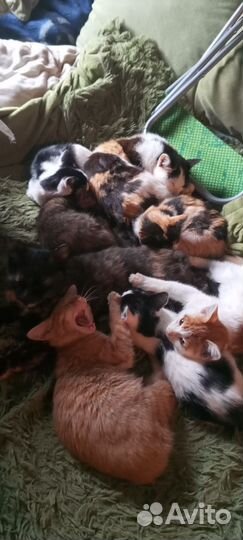 Котята в добрые руки