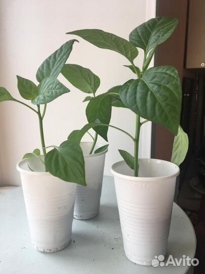 Рассада баклажан и перца