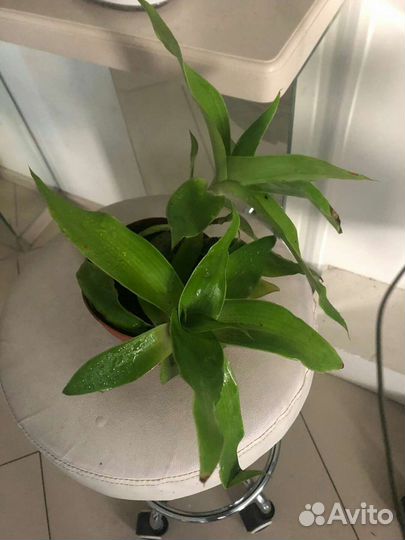 Традесканция макси