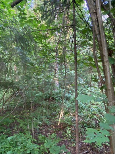 Участок 42 сот. (СНТ, ДНП)