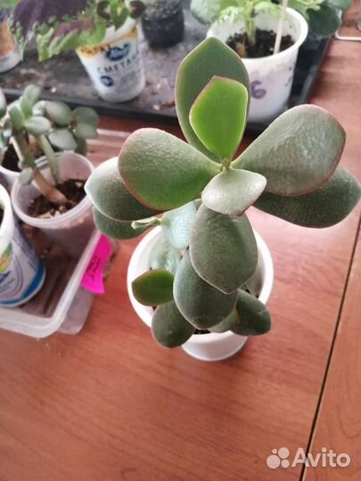 Денежное дерево