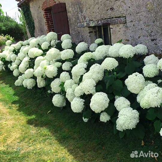 Гортензия Анабель саженцы