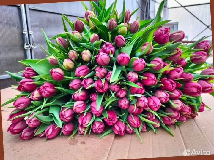 Тюльпаны к 8 марта оптом