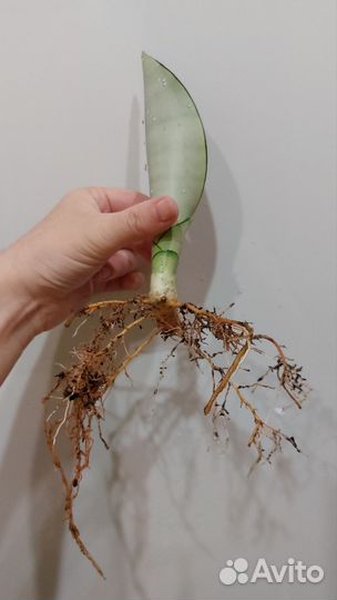 Сансевиерия Муншайн