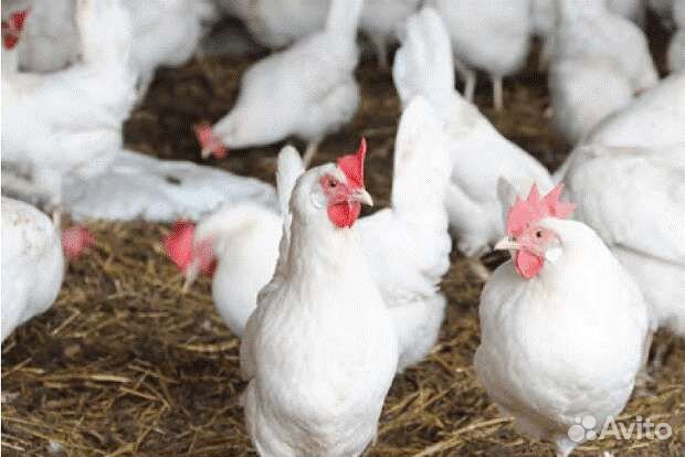 Куры несушки