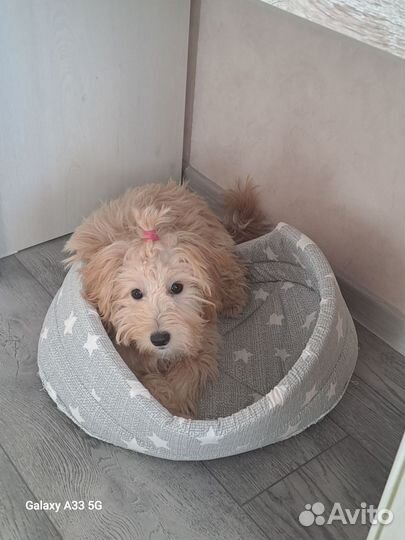 Щенок девочка 8 мес