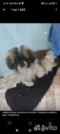 Найден песик