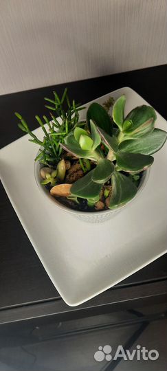 Композиции из суккулентов, хавортии