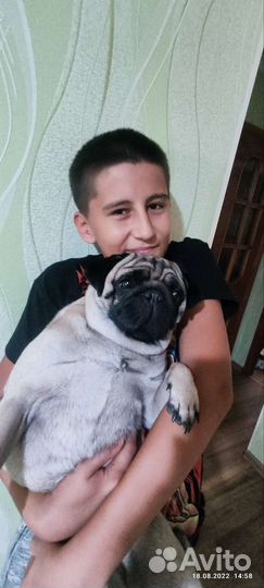 Передержка собак и кошек