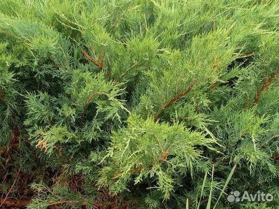 Можжевельник