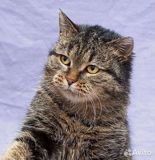 Прекрасная Пума и её шанс