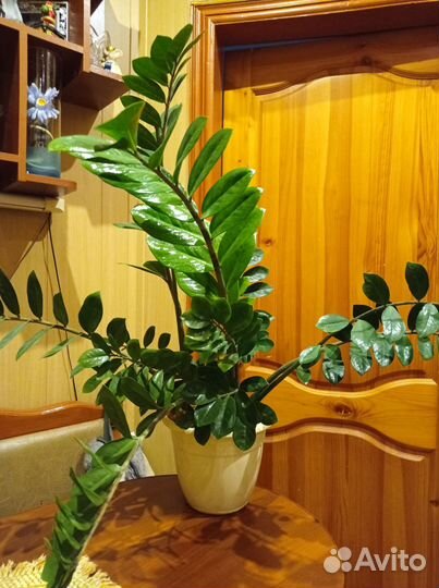 Замиокулькас 19 стволов, высота 90см цвел