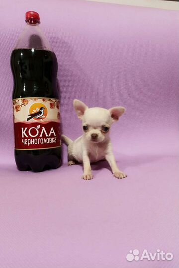 Щенки чихуахуа