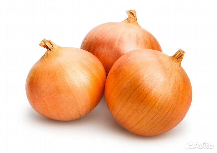 Продам лук репчатый