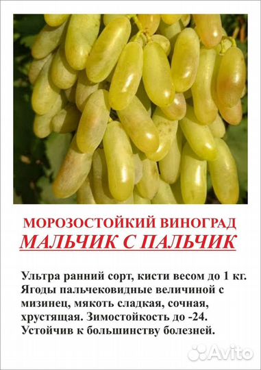 Смородина саженцы
