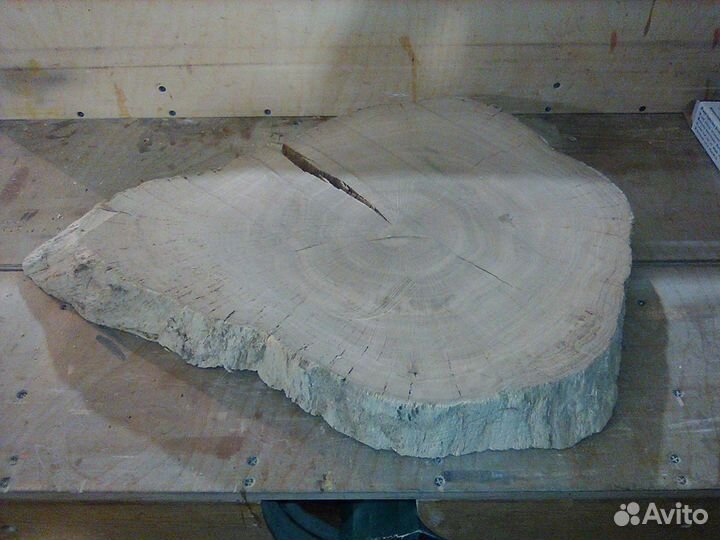 Корень дуба, спил