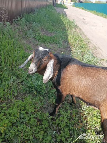 Козел нубиец