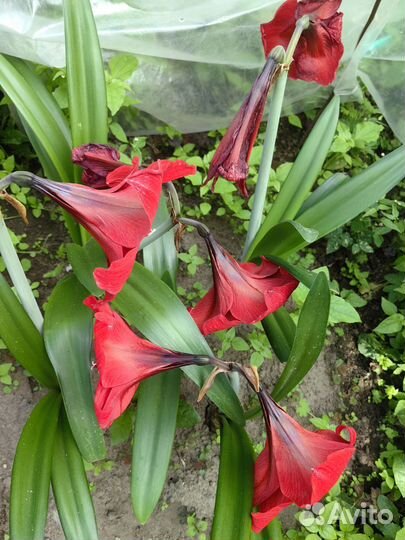 Гиппеаструм Амарилис красный