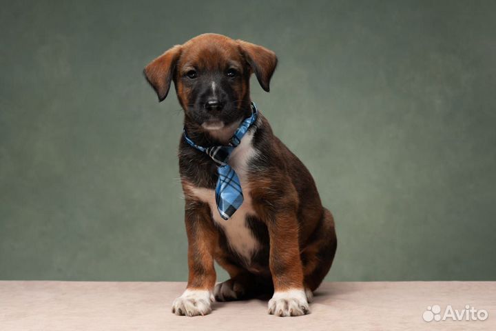 Щенок Ксолоитцкуинтли в шерсти