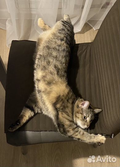 Кошка
