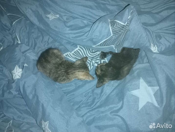 Кошка в дар бесплатно