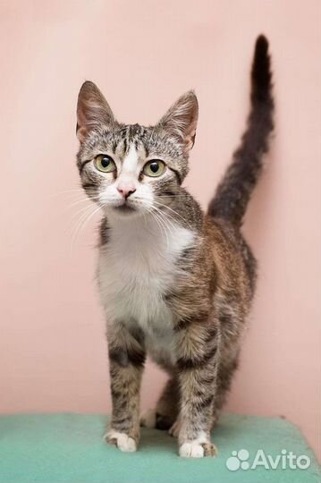 Европейская кошка кот котенок в добрые руки
