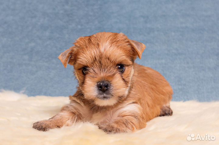 Йоркширский терьер мини девочка