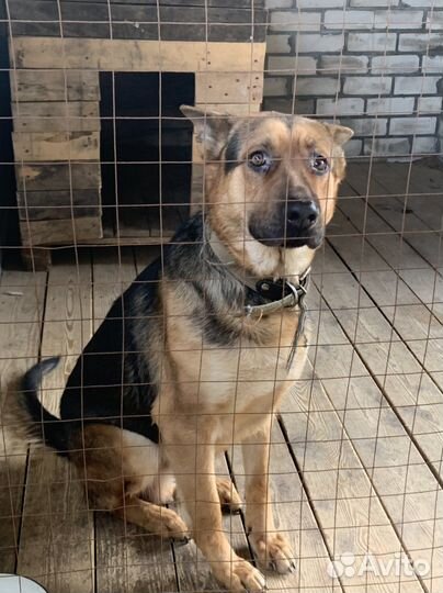 Случка собак