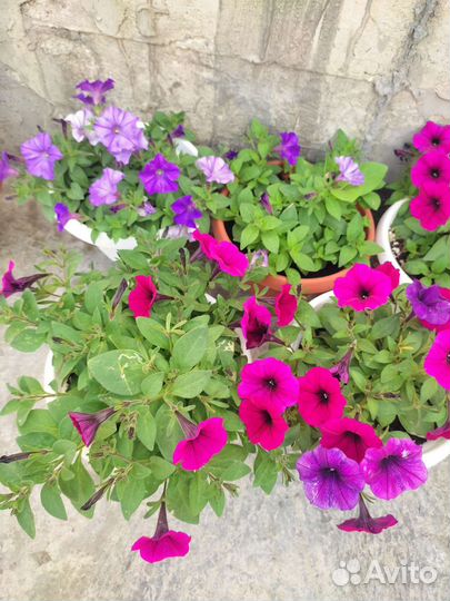 Петуния сортовая многоцветковая