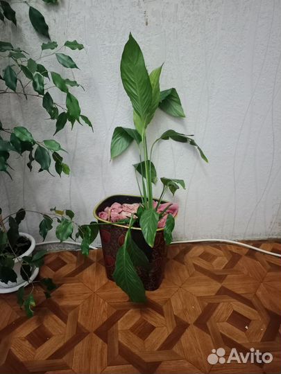 Спатифиллум женское счастье