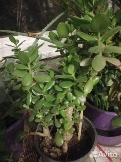 Толстянка Красула