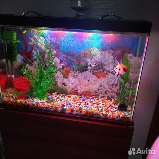 Аквариум 100л