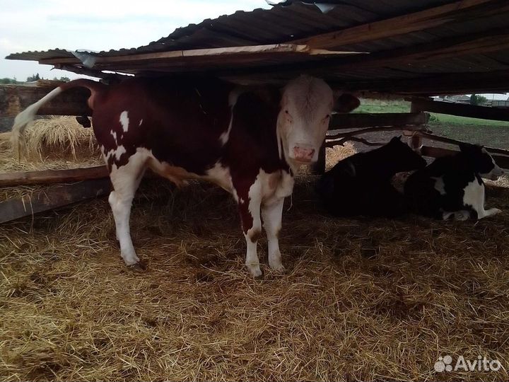 Продам быков
