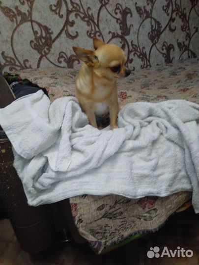 Чихуахуа мини