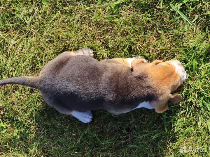 Бигль щенки