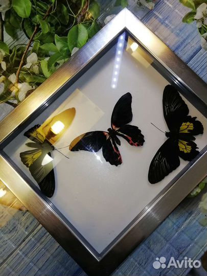 Засушенные бабочки в рамках