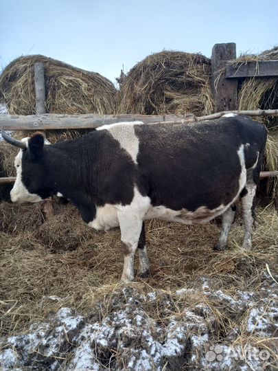 Корова на мясо