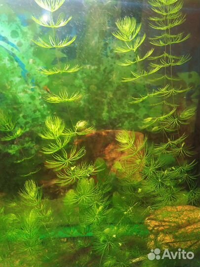 Аквариумные растения прополка