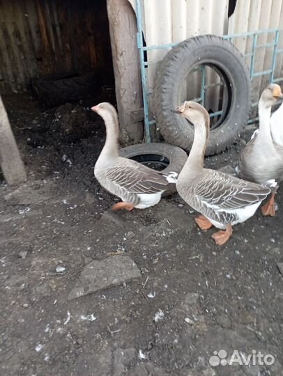 Холмогорские гуси