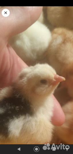 Цыплята несушки