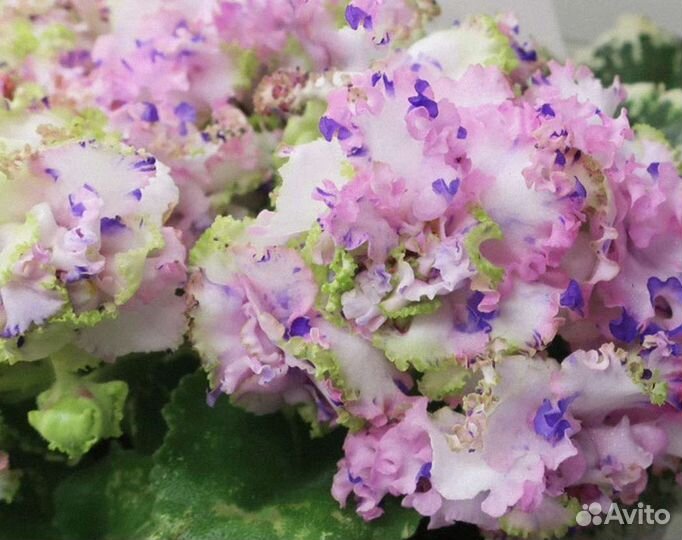 Сенполии сортовые